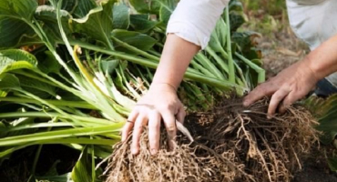 Jak a kdy je lepší hostitele na podzim přesadit na jiné místo, návod